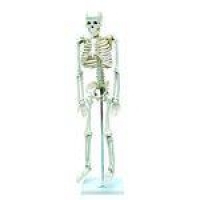 Esqueleto 85cm Modelo Anatomico Do Corpo Humano Anatomia E Fisiologia Anatomic
