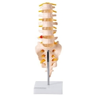 Coluna Vertebral Lombar Esqueleto Anatômico
