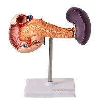 Pâncreas Modelo Anatômico