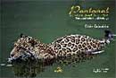 Pantanal - Cores e Sentimentos
